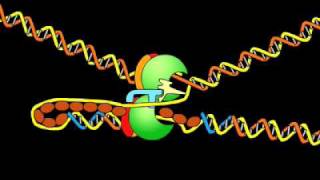 DNA replication fork [upl. by Nosreve33]