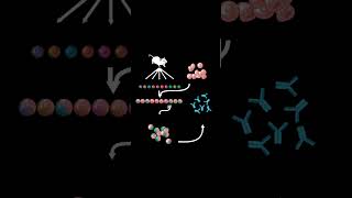 what are monoclonal antibodies [upl. by Menis]