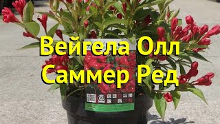 Вейгела гибридная Олл Саммер Ред Краткий обзор описание weigela florida ALL SUMMER RED [upl. by Dleifxam]