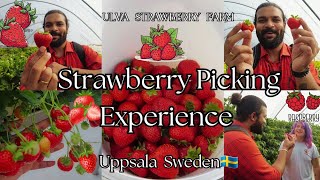 Strawberry Picking in Sweden  Raspberry amp Blackberry  Ulva Strawberry Farm Uppsala  Tamil Vlog 🍓 [upl. by Delbert863]