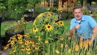 Goldsturm black eyed susan Rudbeckia fulgida var sullivantii Goldsturm  Plant Identification [upl. by Alvinia]