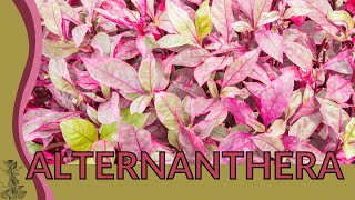 ALTERNANTHERA Little Ruby Growing and Caring Tips Alternanthera dentata 🌱🌱🌱 [upl. by Aicila]