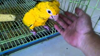 Playing wih my Golden Conure By Andy Hoo [upl. by Ennovoj106]