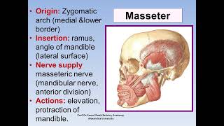 Anatomy of muscles of mastication [upl. by Ketti]