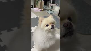 예쁜애만 주는 고구마 강아지 pomeranian 강아지일상 puppy 강아지브이로그 귀여워 댕댕이 cutedog [upl. by Eninej]