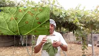 أمراض العنب ومكافحتها وعلاجها عفن البياض الزغبي Downy Mildew of Grape [upl. by Ion]