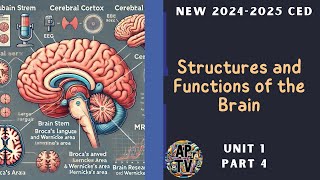 🎯Structures and Functions of the Brain  AP Psychology Unit 1 Part 4🎯 [upl. by Goldfarb426]