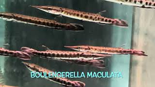 Boulengerella maculata [upl. by Ahsienroc]