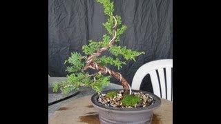 How To Make A Juniper Bonsai For Under 3000 [upl. by Ressler]