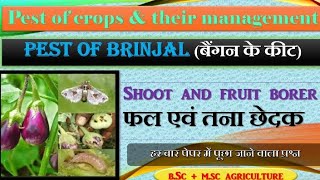 Pests of crops and their management Pest of brinjal horticulture agriculture [upl. by Tneicniv]