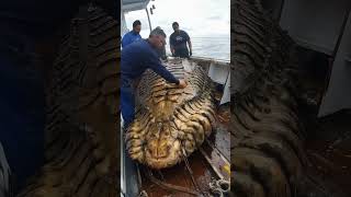 Giant Sea Monsters Caught by Fishermen 🐙🎣GiantSeaCreatures FishingDiscoveries OceanMysteries [upl. by Riegel714]