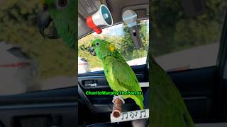 Parrot freeway opera singing amp improv song parrot birds pets [upl. by Nylyaj70]