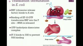 189Translation Termination Prokaryotic Coupling [upl. by Mellins482]