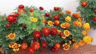 How to grow Marigold Genda from seedTagetes [upl. by Pearse]