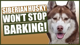 PUPPY TRAINING How To Stop Your Husky Barking [upl. by Demona605]