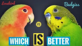 Budgies vs lovebirds  budgies and lovebirds difference  lovebird or budgie [upl. by Gail613]