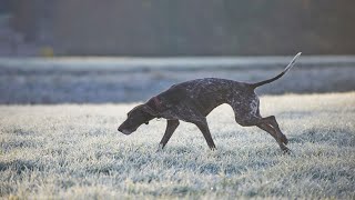 Learn the Differences between the German Wirehaired Pointer and Other Pointer Breeds [upl. by Zenda]