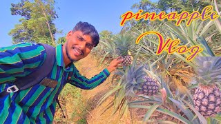 The pineapple Vlog video আনারস চাষের জমি [upl. by Naginnarb]