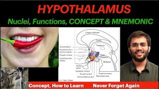 Hypothalamus  Physiology  Nuclei Functions  Concept amp Mnemonic  CNS Physiology Video [upl. by Vogeley77]