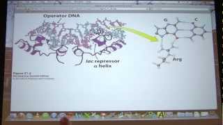 49 Biochemistry Translation IIIGene Expression I Lecture for Kevin Aherns BB 451551 [upl. by Scoter]