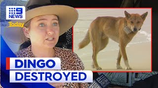 K’gari dingo euthanised after terrifying attack  9 News Australia [upl. by Atiz695]