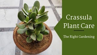 Crassula Plant Care Hindi  How To Grow amp Care Crassula Plant in Pots  Crassula Ovata [upl. by Onitrof]