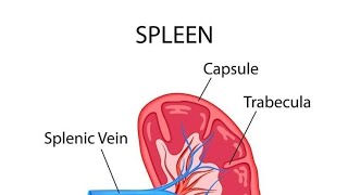 thalassemia and spleen [upl. by Ybhsa]