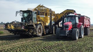 🔥Kampania Buraczana w Agro Staniek🔥Spedytor Gostyń🔥Ropa Massey Ferguson Jeantil🔥 [upl. by Verena952]