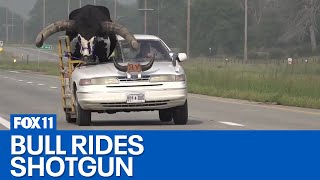 Bull rides shotgun through Nebraska town gets pulled over by police [upl. by Rinna457]