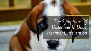 The Symptoms Of Distemper In Dogs Treatment Prevention [upl. by Manley]