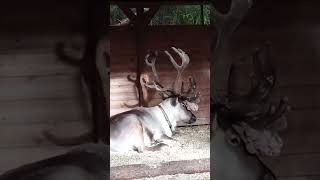 Reindeer Resting In Reindeer Park Nuuksio ❤️ finland [upl. by Aicenaj]