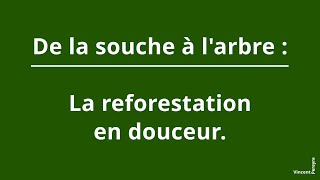 De la souche à larbre  La reforestation en douceur [upl. by Swart]