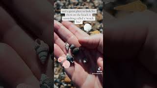 How to find mini shells on the beach 🐚 miniature tiny fyp naturelovers nature seashells [upl. by Freeborn190]