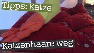 Katzenhaare mit Gummihandschuh entfernen  Tipp [upl. by Lud421]