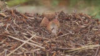 South Blean Woods  Fungi Hunt [upl. by Juditha]