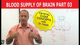 Blood Supply of Brain  Circle of Willis  Part 311 [upl. by Eilis]