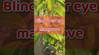 Excoecaria agallocha  Blinding Tree  Gewa  mangrove plantidentification [upl. by Grega608]