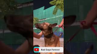 Bad Days Forever 2 [upl. by Edgar]