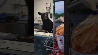 Black bear sneaks into concession stand at Anakeesta and charges at worker bear anakeesta [upl. by Laehcar]