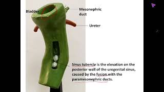 Embryology model of Urogenital system practical identification and explanation [upl. by Werdna]