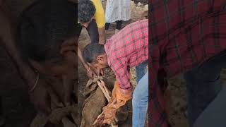 Dystocia in cow treatment obstetrics operation veterinary youtubeshorts gaushala cow mother [upl. by Namrej]