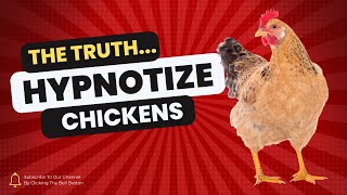 The Shocking Reality Behind Hypnotizing Chickens [upl. by Auhsot]