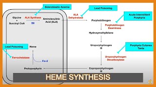 Heme Synthesis Pathway and Associated Diseases [upl. by Abbe]