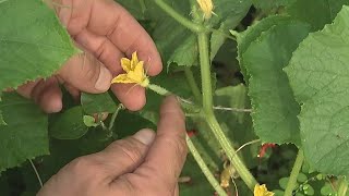 Growing cucumbers in your garden [upl. by Elagiba103]