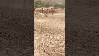 Camel to camel fast reaning ll thr animals camelinthedesert [upl. by Tesil243]