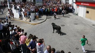 Suelta de Reses Fiesta Independencia BenalupCasas Viejas 2015 HD [upl. by Inat]