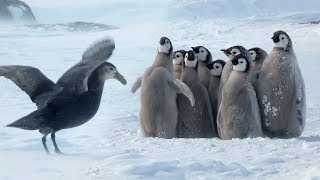 Penguin chicks rescued by unlikely hero  Spy In The Snow  BBC Earth [upl. by Bick]