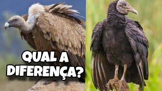 Qual a Diferença de Abutre e UrubuQual o Dinossauro Mais Antigo  Paleontólogo Responde [upl. by Abbe]