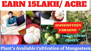 Mangosteen Fruit farmingMangosteen cultivation Mangosteen Ki Krishi Mangosteen farming in Hindi [upl. by Karlen]