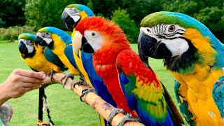 5 Pet Macaw Parrots In Free Flight  The Cotswolds [upl. by Micheline]